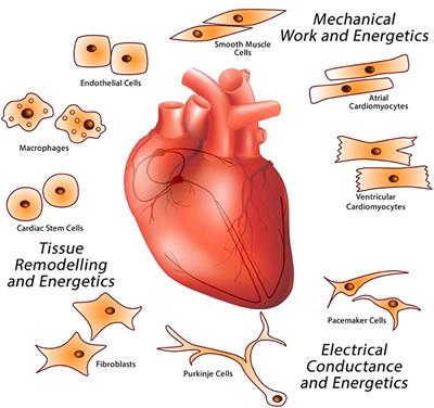 Stress Coping Strategies in the Heart: An Integrated View